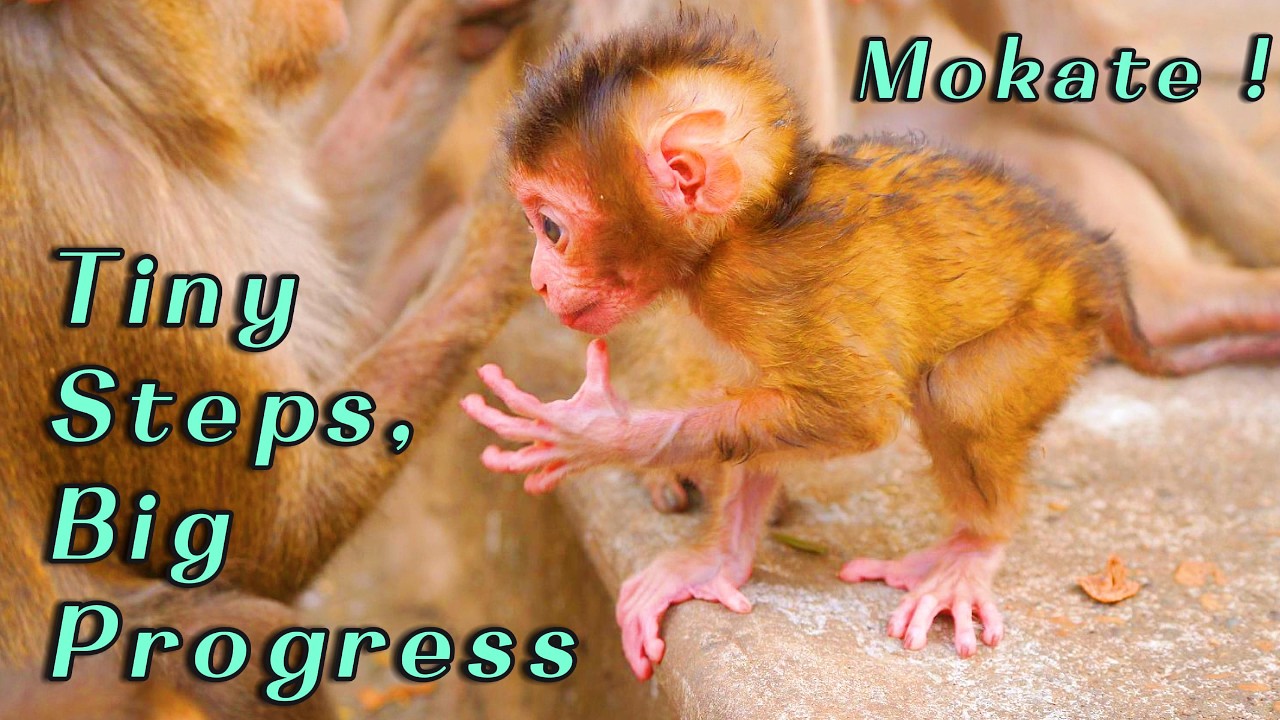 Mama Monkey Moka Encourages Baby Mokate to Walk More  Adorable Close Up Growing Moments 🐒💕