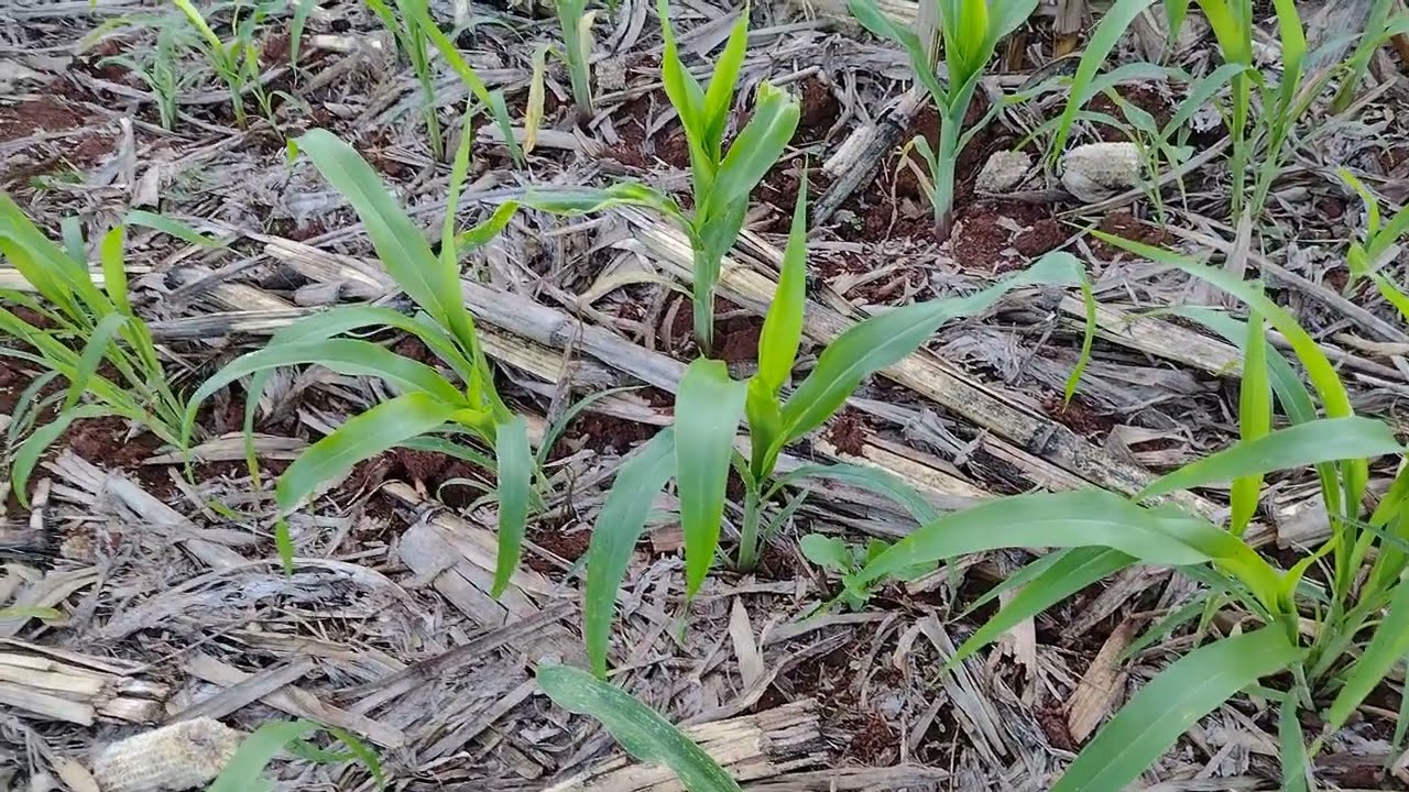 Sorgo + milho guacho.