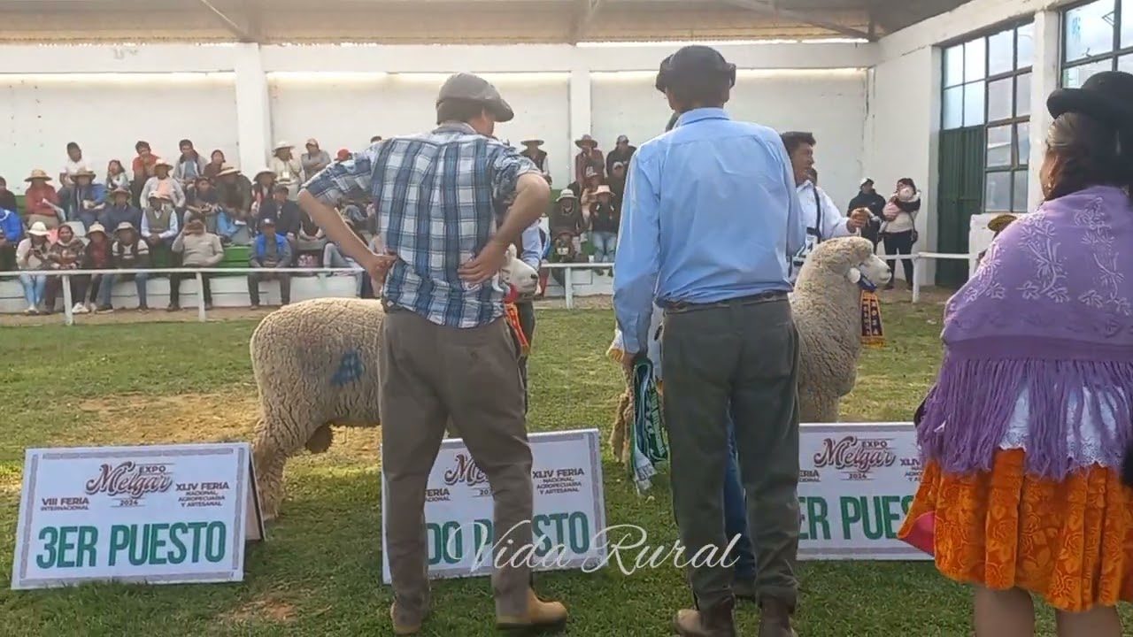 CORRIEDALE PDP MACHOS 2024 MELGAR PUNO PERU