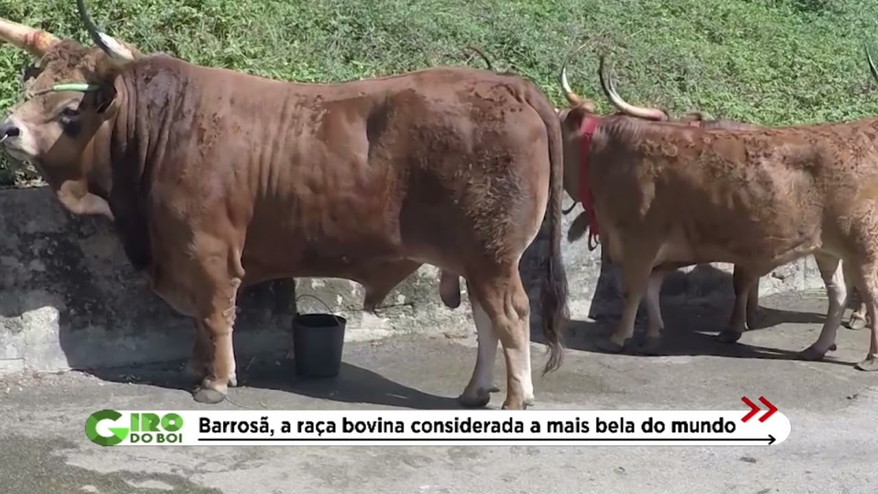 BARROSÃ, CONHEÇA O BOI MAIS BELO DO MUNDO