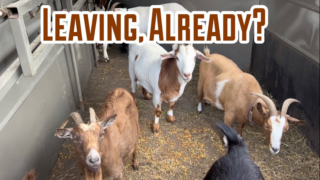 The Great Divide: goats on the move