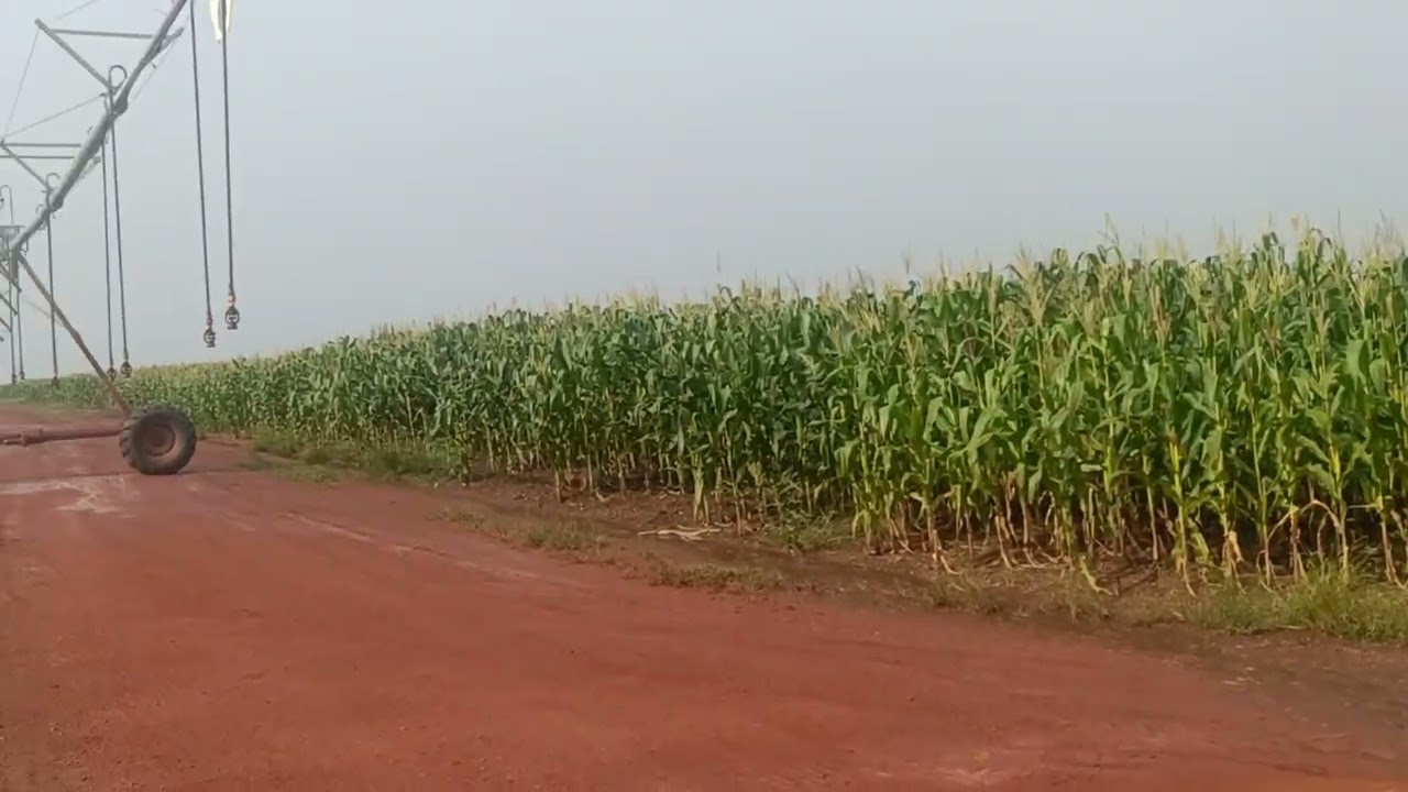 Day 63 Maize & Onion Spray Management | Pivot-01 Onion Urea Application | Field Work Update
