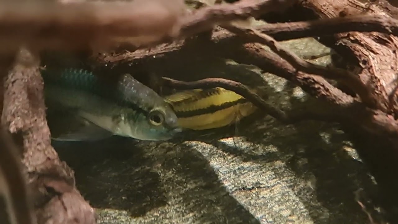 Biotopeinblicke: A. trifasciata mit Familienkrach
