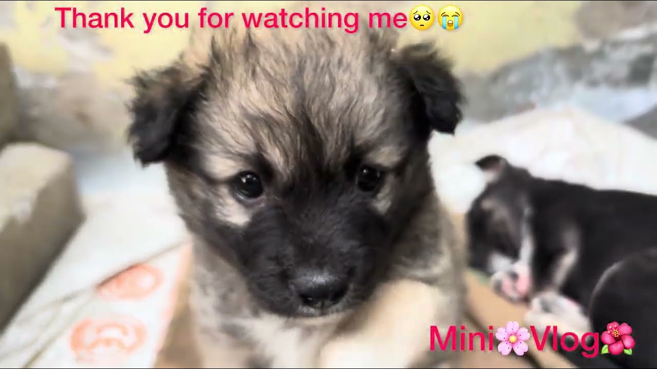 Poor homeless puppy 🥺need your prayers 😭🙏#dog #puppy #sad #puppylove #emotional #cute #love #rescue 