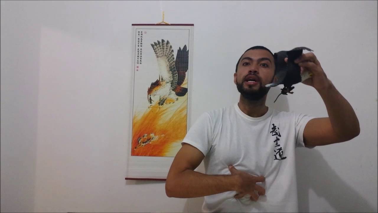 Garra de Águia: Como Abater a Presa.