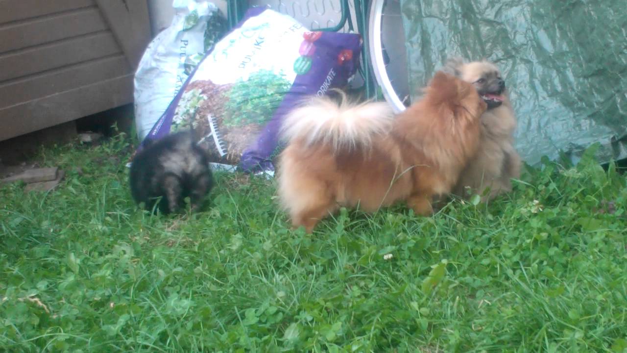 Kleinspitz puppies playing