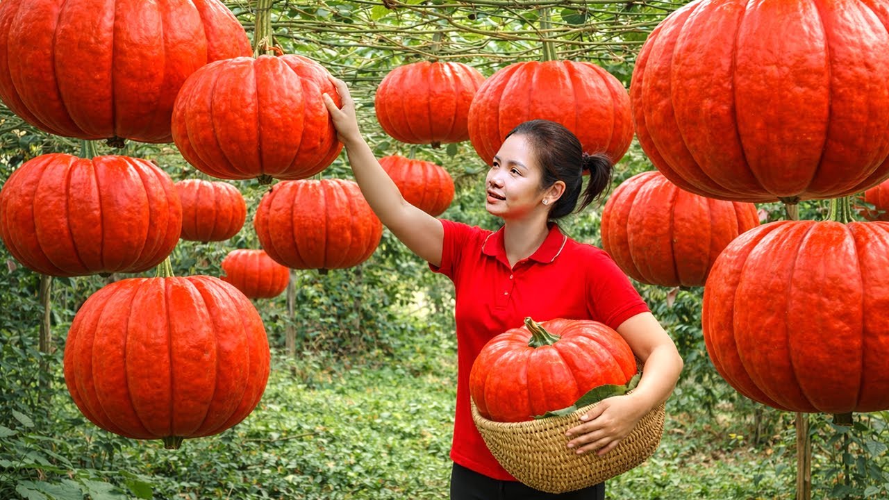 REWIND TIMELAPSE - Harvesting 1000+ Rare Red Pumpkin Go To Market Sell, Gardening & Cooking
