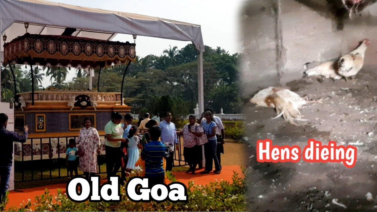 Last Day Of St.Francis Xavier Exposition | Hens Are Dying #konkanivlog