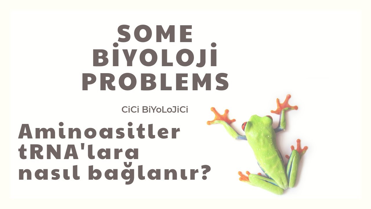Amioasitler tRNA' lara nasıl bağlanır?