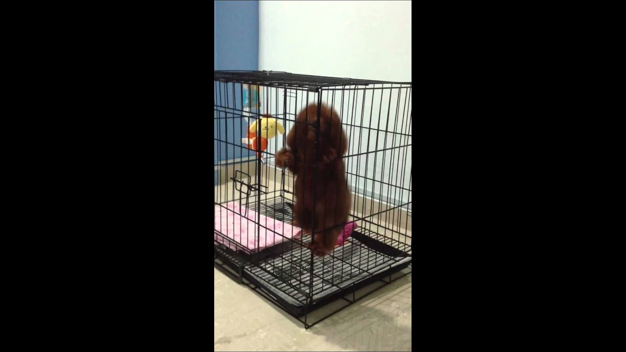 Toy Poodle Puppy First Night : Whining and Seperation Anxiety - V002
