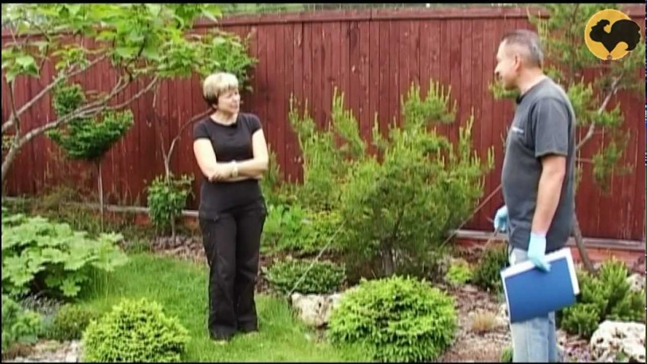 Сосны в саду-1 Ландшафтные хитрости 68