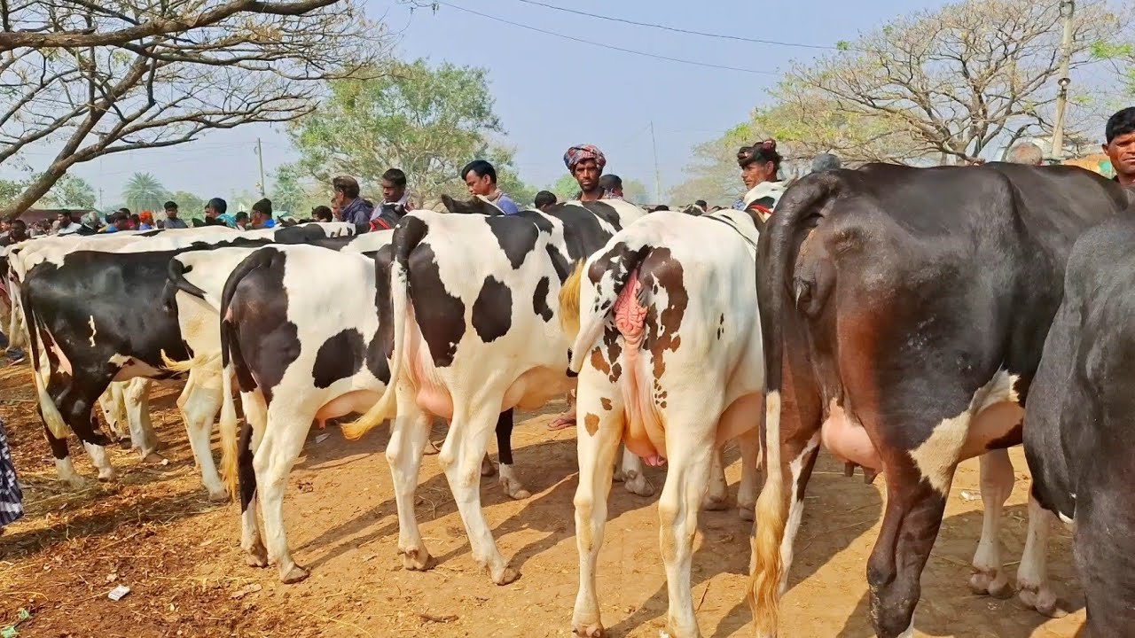 ৩০/১/২৬/সেরা মনের হলেস্টাইন ফ্রিজিয়ান দুধের গাভী গরু ক্রয় করুন উত্তরবঙ্গের বর্ডার অঞ্চলের হাট থেকে