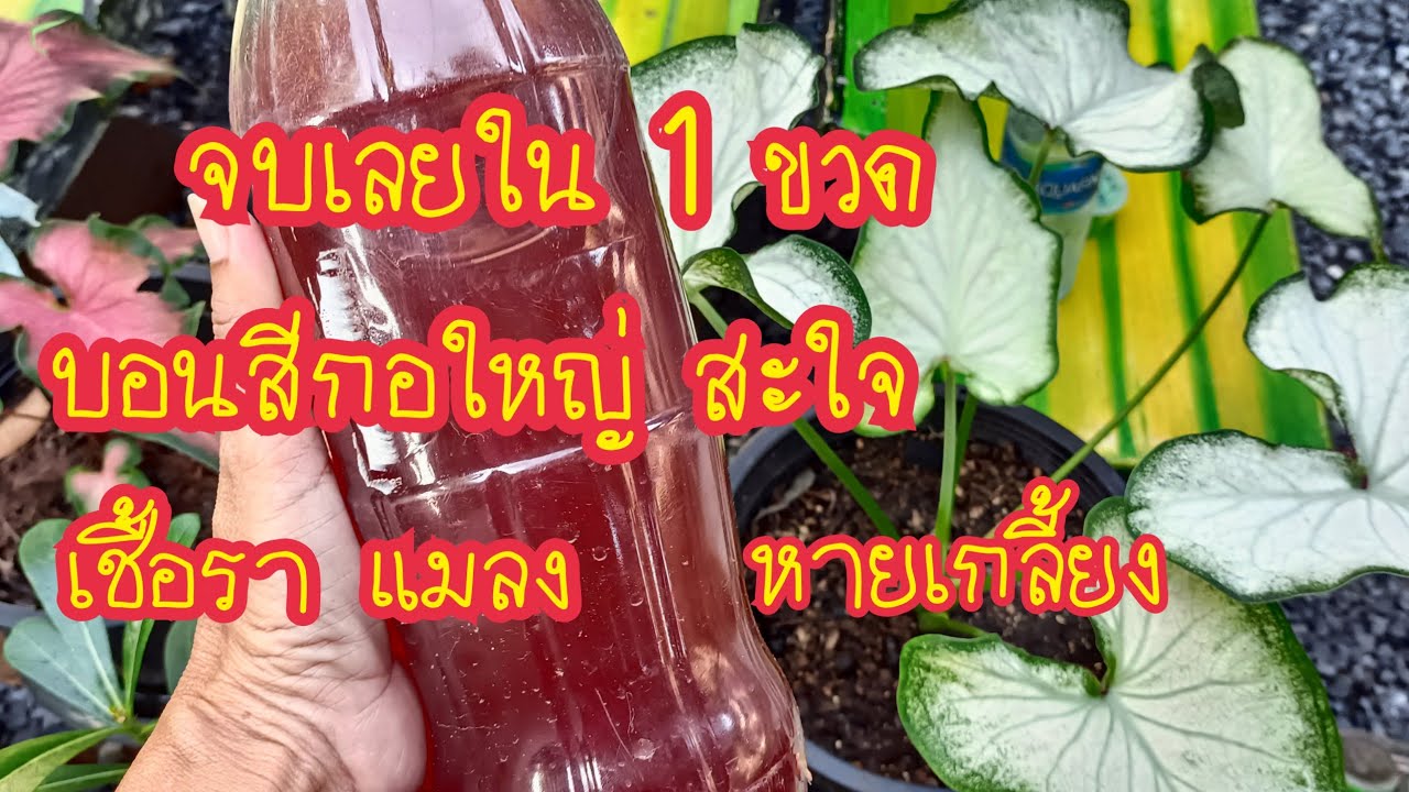 แค่ 1 ขวดงามทั้งสวน แชร์เลย/บอนสีกอใหญ่สะใจ แตกกอเร็วเชื้อราแมลงหายเกลี้ยง สาคู Channel byแม่จิ๋ม