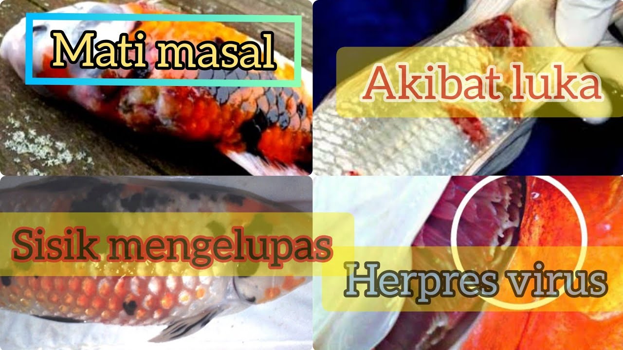 16 macam penyakit ikan koi dan cara mengobatinya