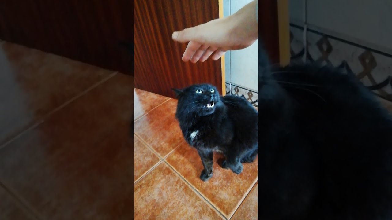 Ataque feroz e traiçoeiro de gato bravo (Raposa Negra vs humano brincalhão)
