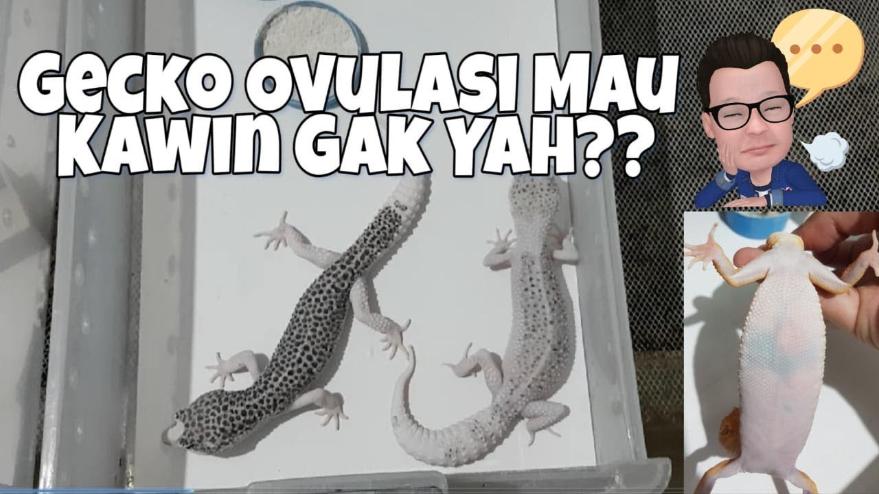 Gecko Ovulasi Mau kawin Gak Yah??? (Leopard Gecko Breeding) part 2