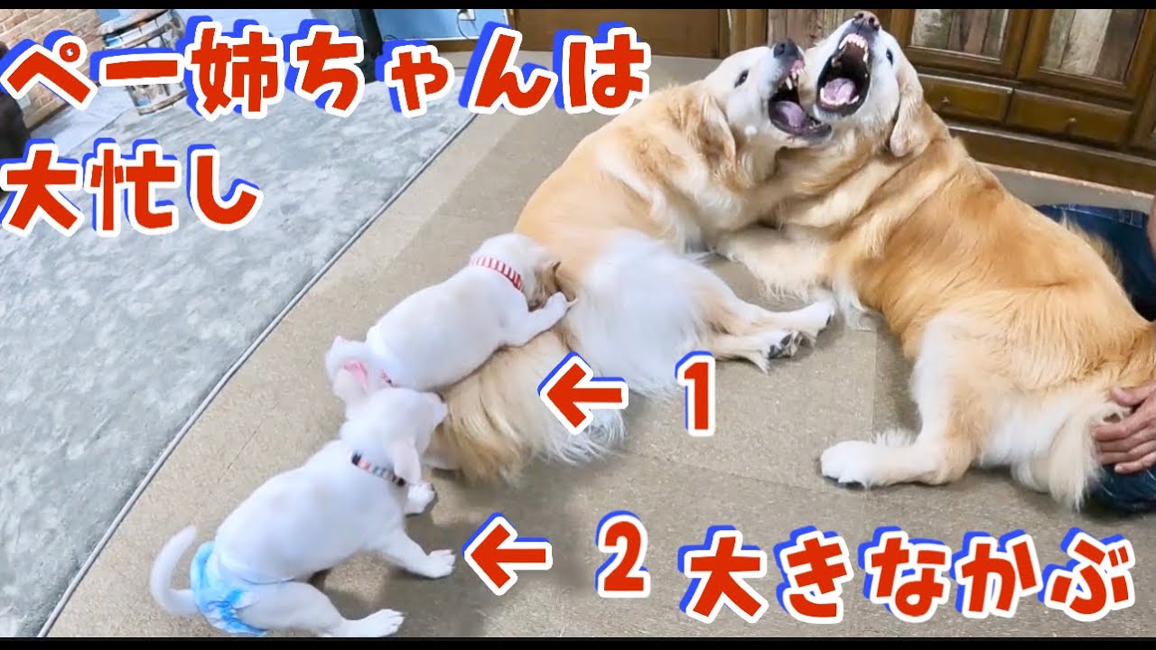 【河川敷パピーズ】ペー姉ちゃんは大忙し　思い出の過去動画あり