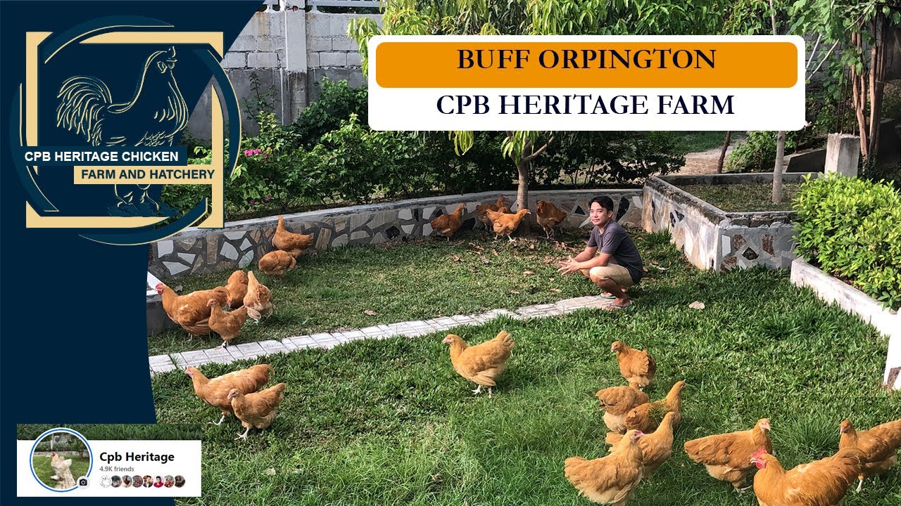 BUFF ORPINGTON | HERITAGE CHICKEN FARMING | CPB Heritage Farm