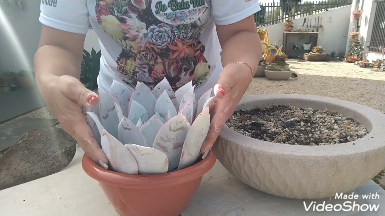 Echeveria Cante - A importância da observação nas nossas Suculentas...