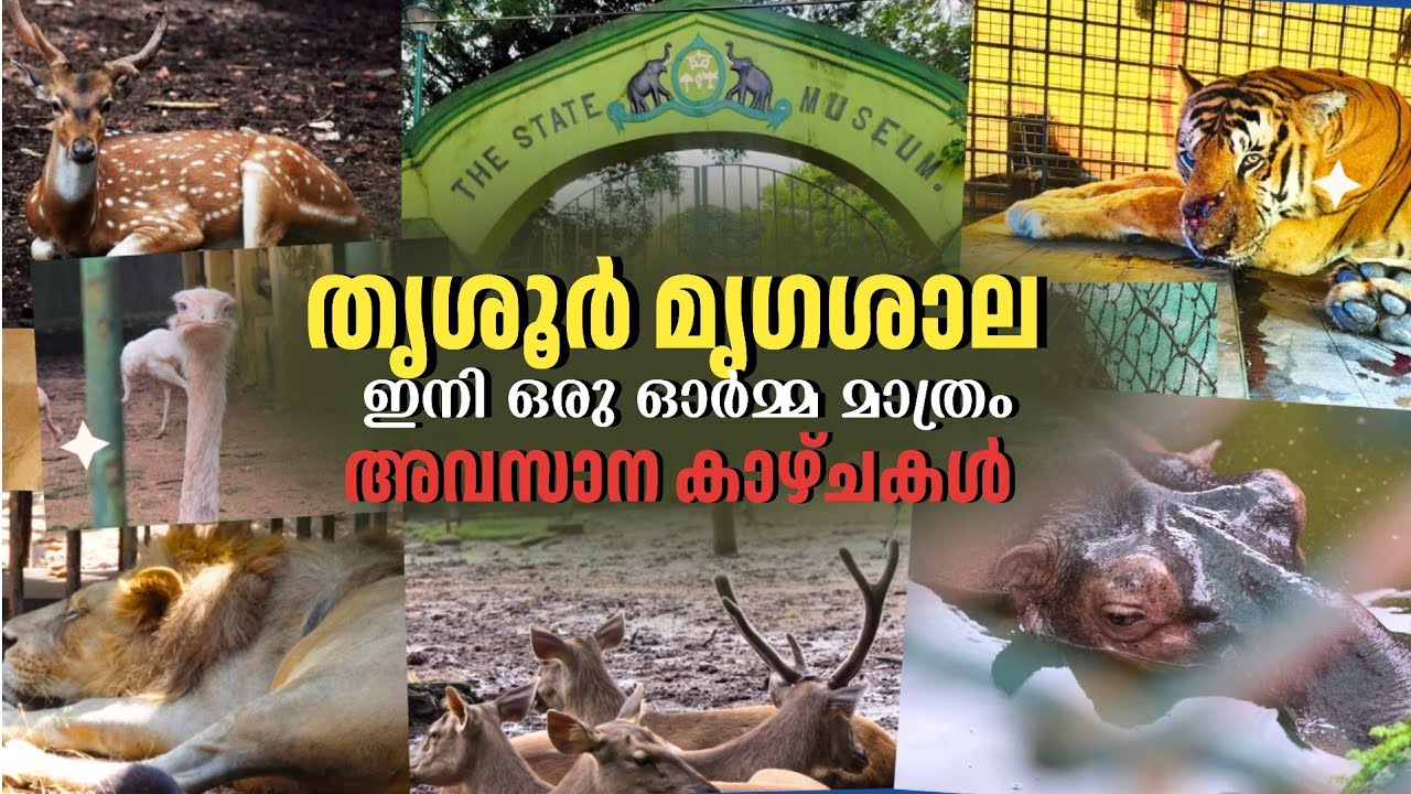 പറിച്ചു മാറ്റുന്നതിന് മുൻപ് അവസാനമായി കണ്ടു 💔 | Thrissur Zoo & Muesum Visit | Puthur Zoo Now Open 