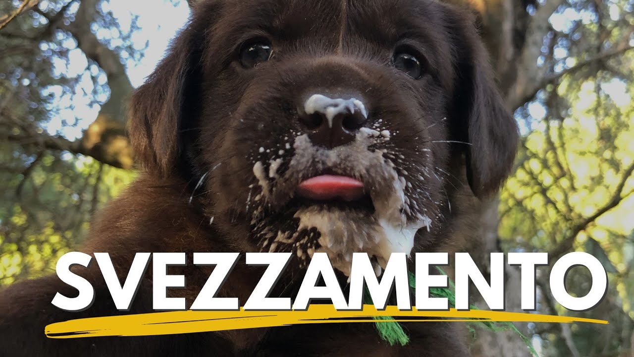 Come avviene lo svezzamento dei cani in natura?