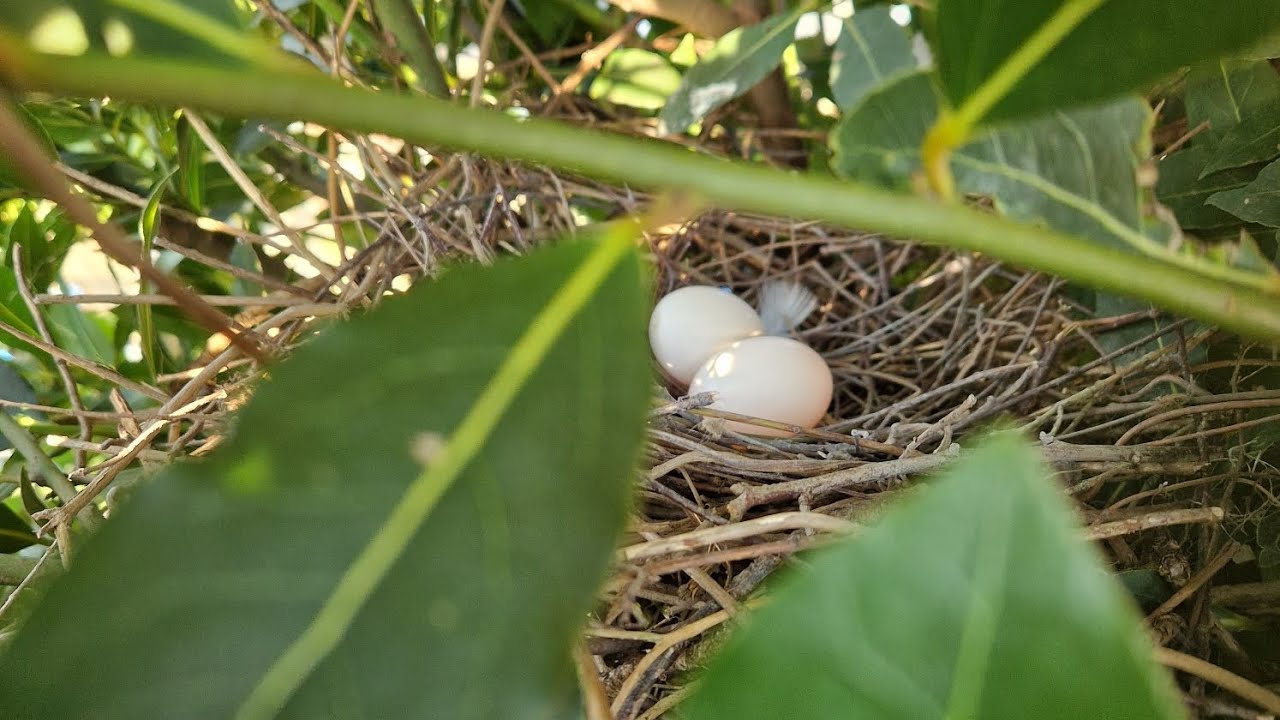 Plot tour  and a new addition