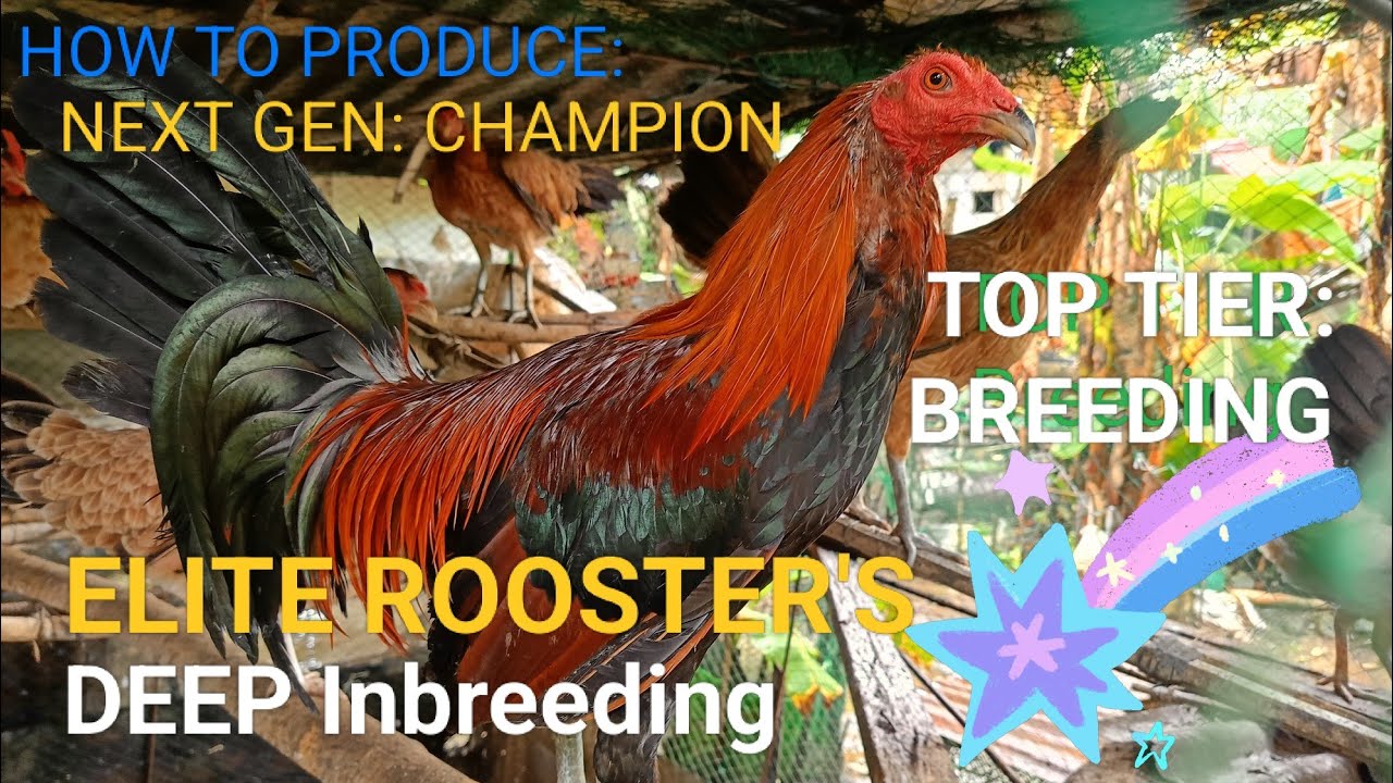 HIGHLY INBREED NA MANOK, SUPER ANG LAKAS NG PALO! (EPISODE 2.)