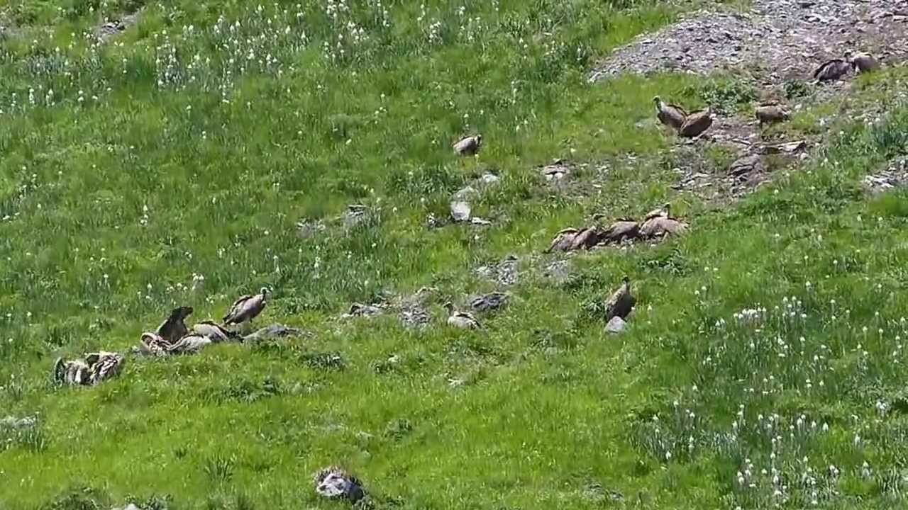 Vautours fauves &agrave; la cur&eacute;e - Val d'Esquierry - O&ocirc; - Haute-Garonne