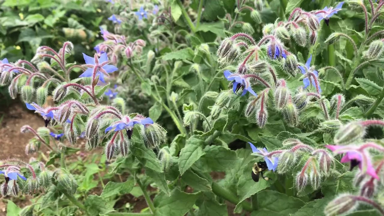 plant Borage in your garden for honey bees