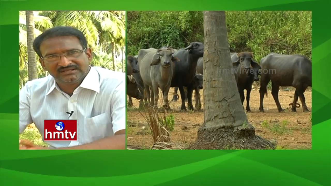 Natural Farming By Farmer Satish Babu | Coconut Cultivation | Nela Talli Weekend | HMTV