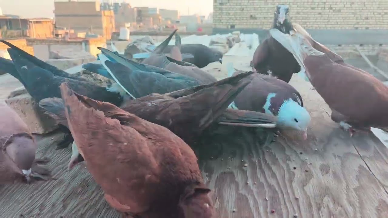 صيد اليوم واحد🕊كملت خانات للطيور🕊اطيرت الحمر وياهن الغربه