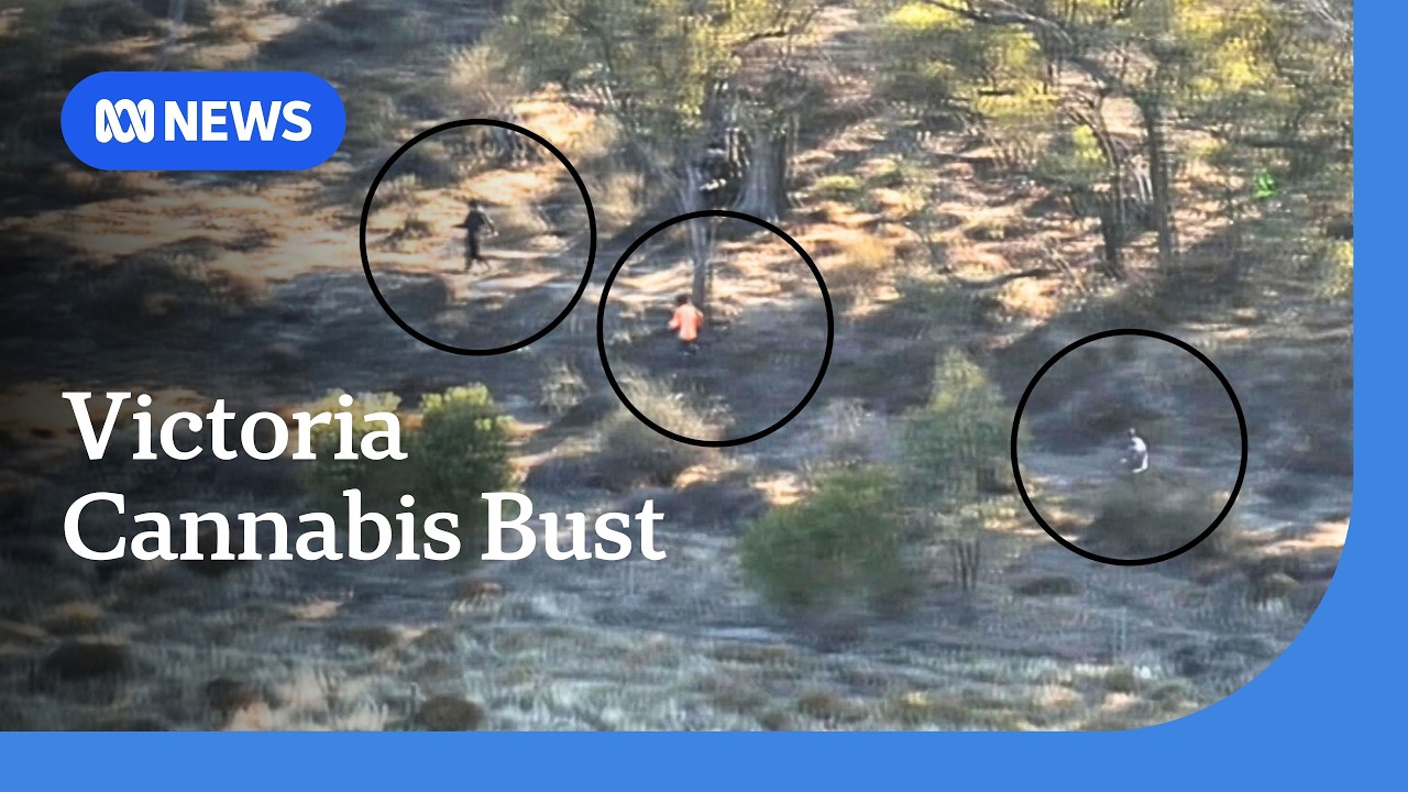 Police drone captures moments after $10m cannabis crop raid in Victoria | ABC NEWS