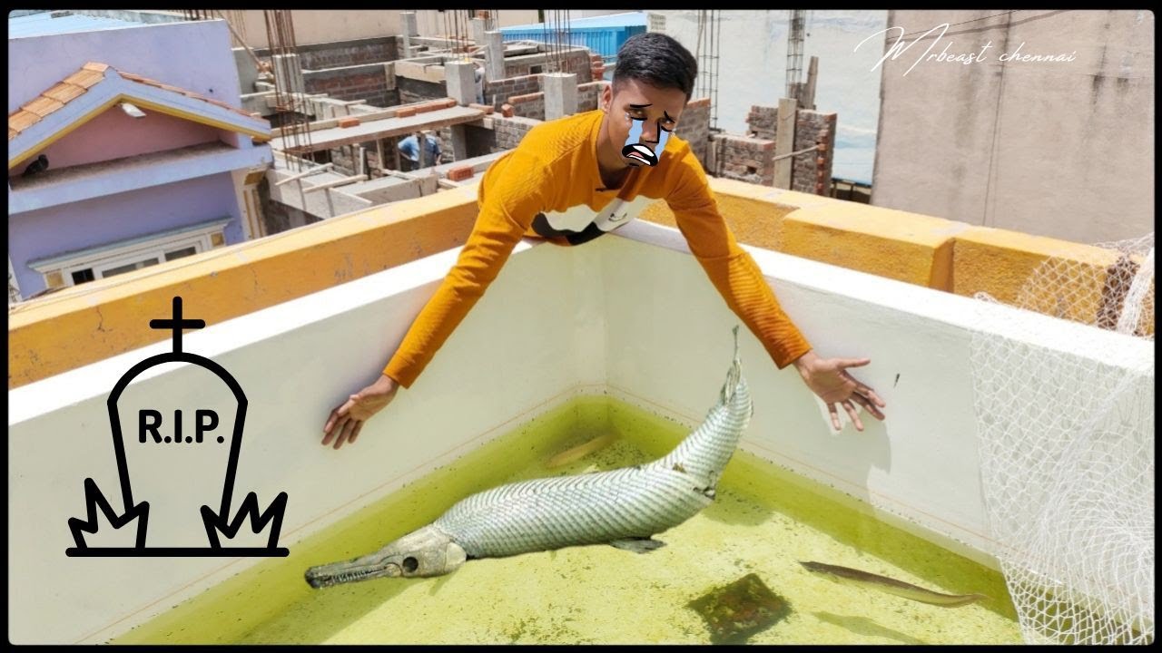 மீன் செத்துப்போச்சி 😭🤧| my fishes are dead 😓| flowerhorn fish update ❤️