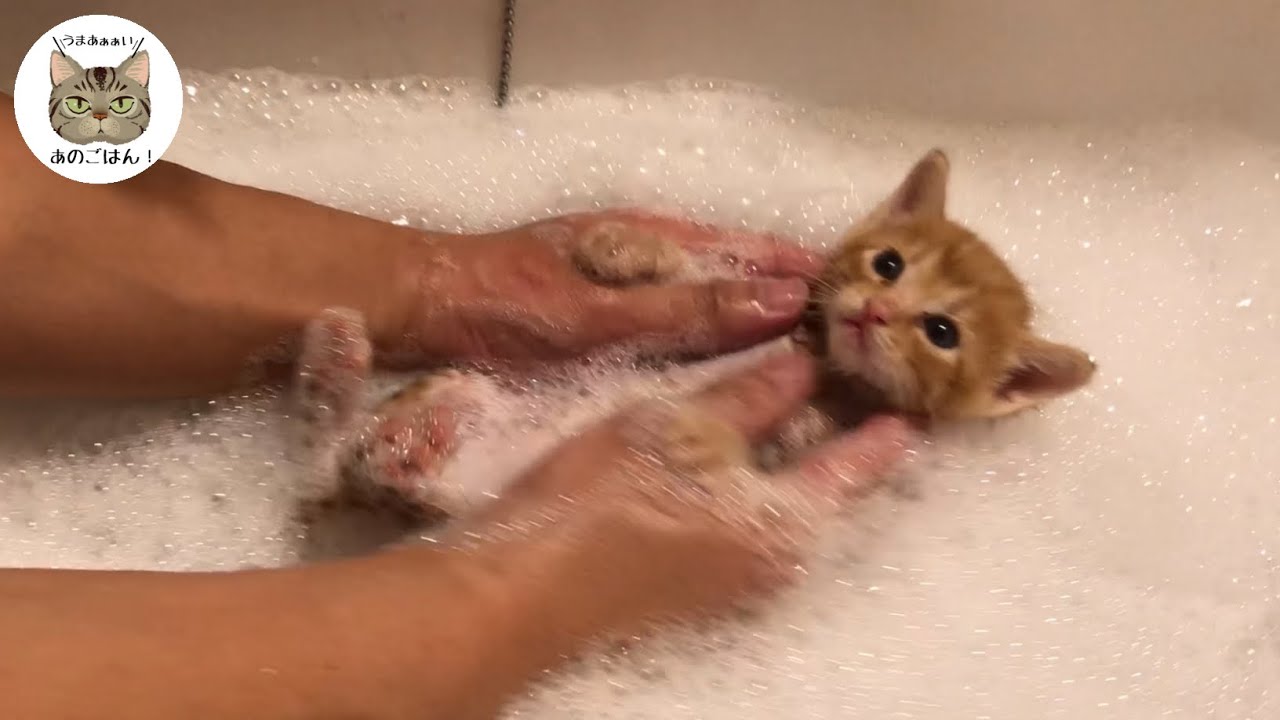 お風呂が大好き過ぎて自分から入る様になった猫がこちら