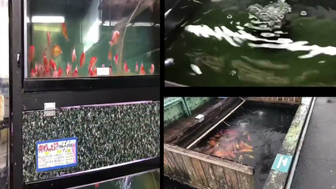 メダカ販売店探訪②有東金魚店静岡県静岡市駿河区有明町（2022年9月中旬）