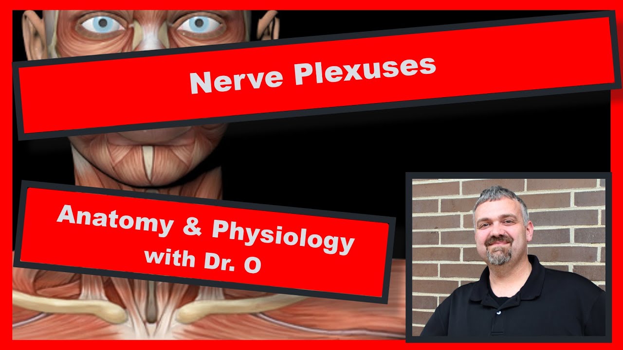 Nerve Plexuses:  Anatomy and Physiology