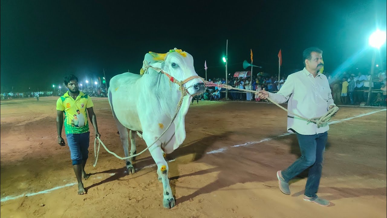 పాత సింగరాయకొండ సీనియర్స్ 2. జత RK Bulls అత్తోట శిరీష చౌదరి గారు శివకృష్ణ చౌదరి గారు