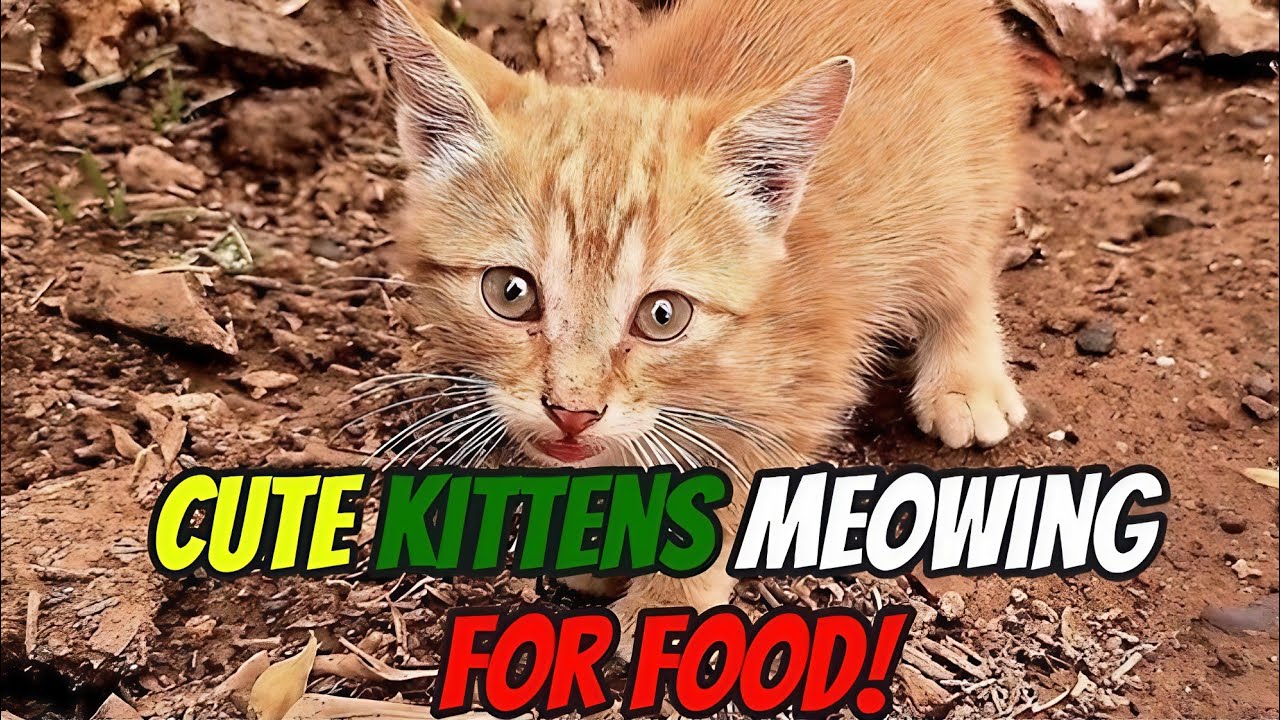 Kittens SCREAM for FOOD! 😂🍗 Cutest Chaos Ever!