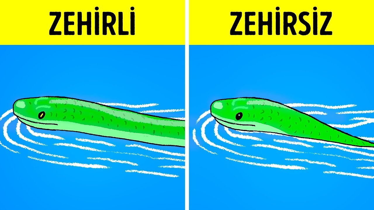 Bir Yılanla Karşılaşırsanız Ne Yapmalısınız
