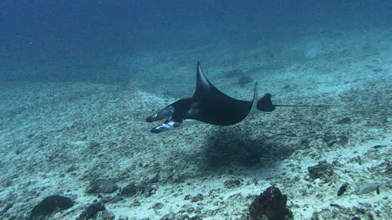 Komodo Scuba Diving Highlights | Manta Drift in Strong Current – Makasar Reef