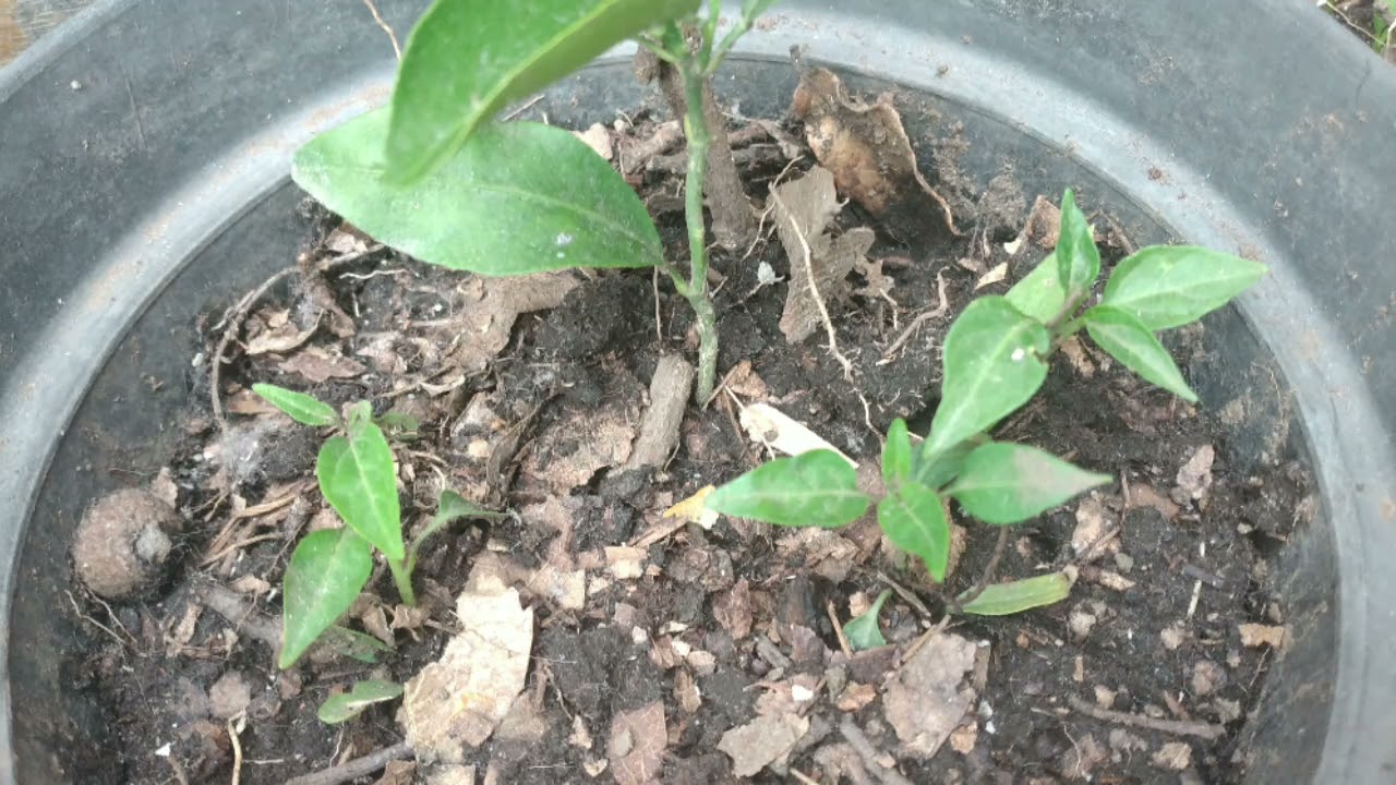 Crecimiento de planta de chile de &aacute;rbol