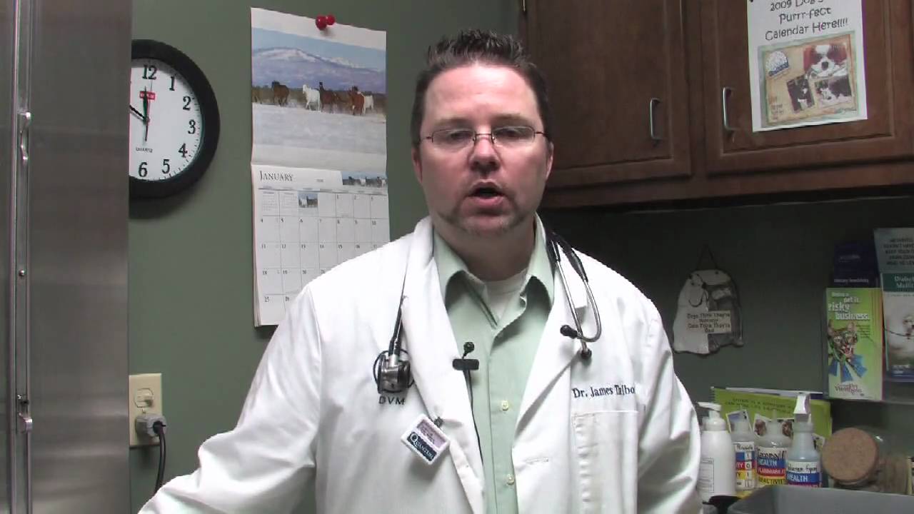 Dog & Cat Diseases : Causes of Diarrhea in Dogs