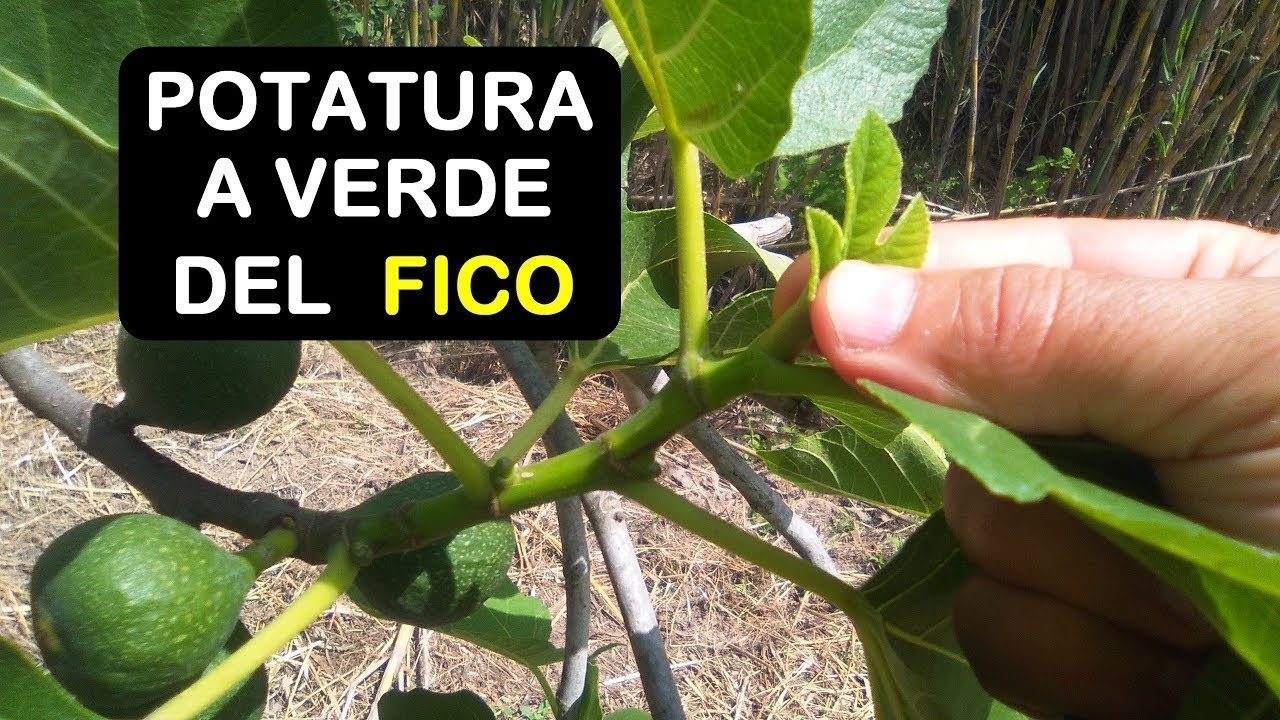 POTARE A VERDE IL FICO