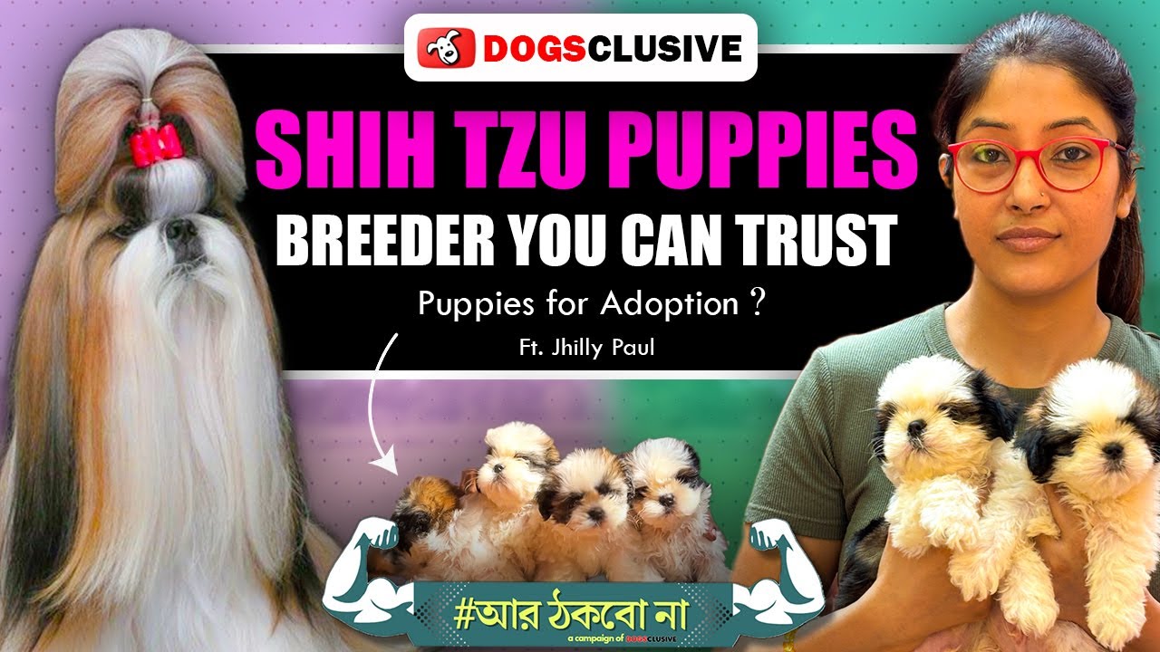 Best Shih tzu Breeder in Kolkata - ft. Jhilly Paul
