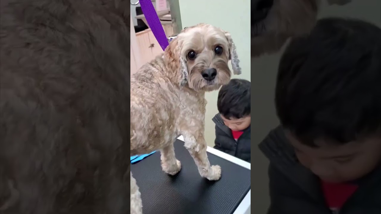 Pet-Safe Creativity: OPAWZ Temp Ink for Simple Temporary Dog Coloring! #opawz #creativegrooming