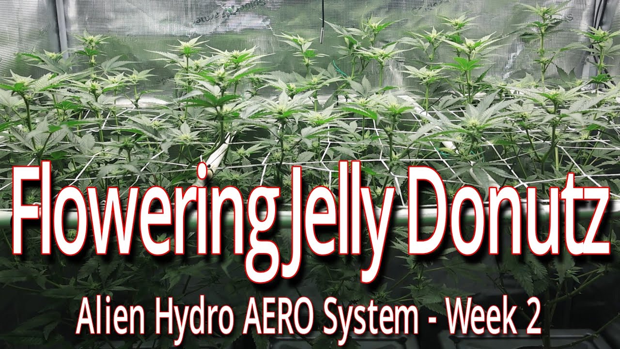 Цветущий пончик с желе в системе Alien Hydro AERO, неделя 2