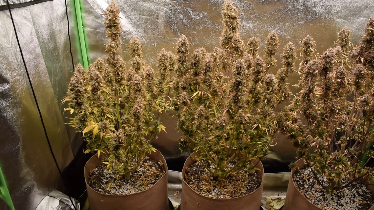 db003 VIVIDGRO GrowMax 240w 4k led super soil (second grow) video grow update #6 harvest day