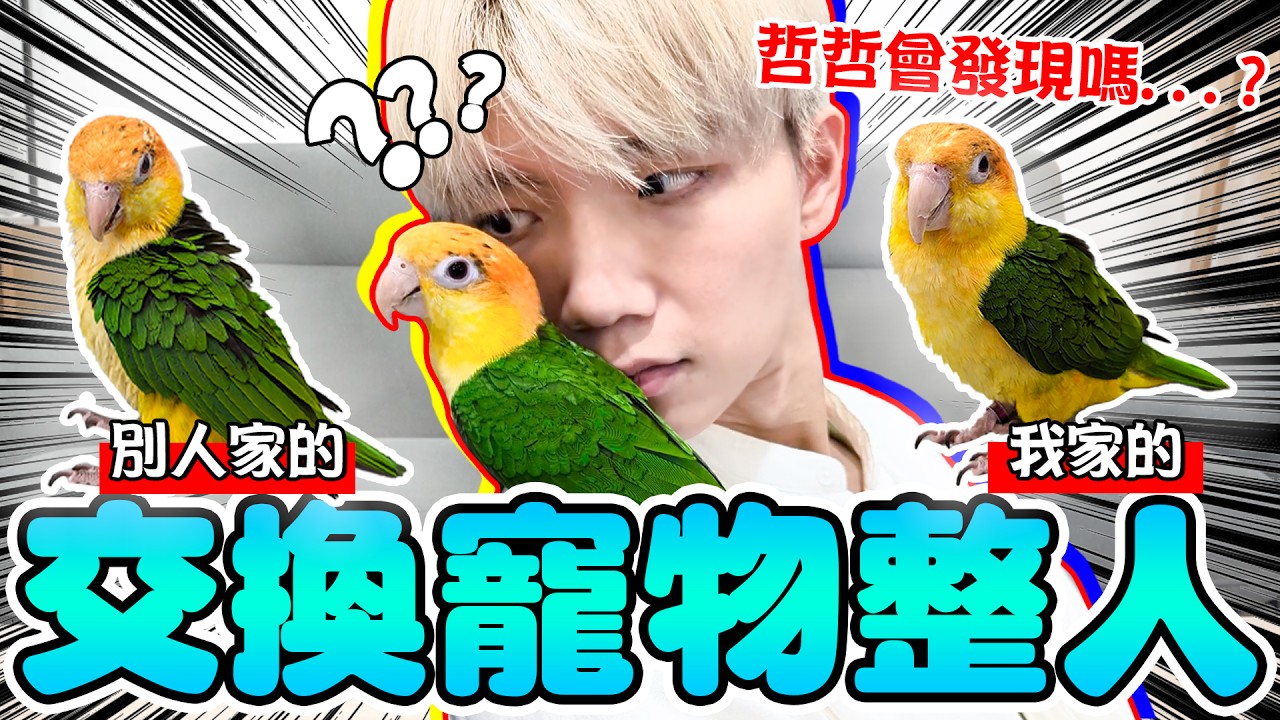 惡整哲哲，開會中不斷交換寵物！本尊vs冒牌貨，會被發現嗎？【黃氏兄弟】凱克鸚鵡 整人PRANK