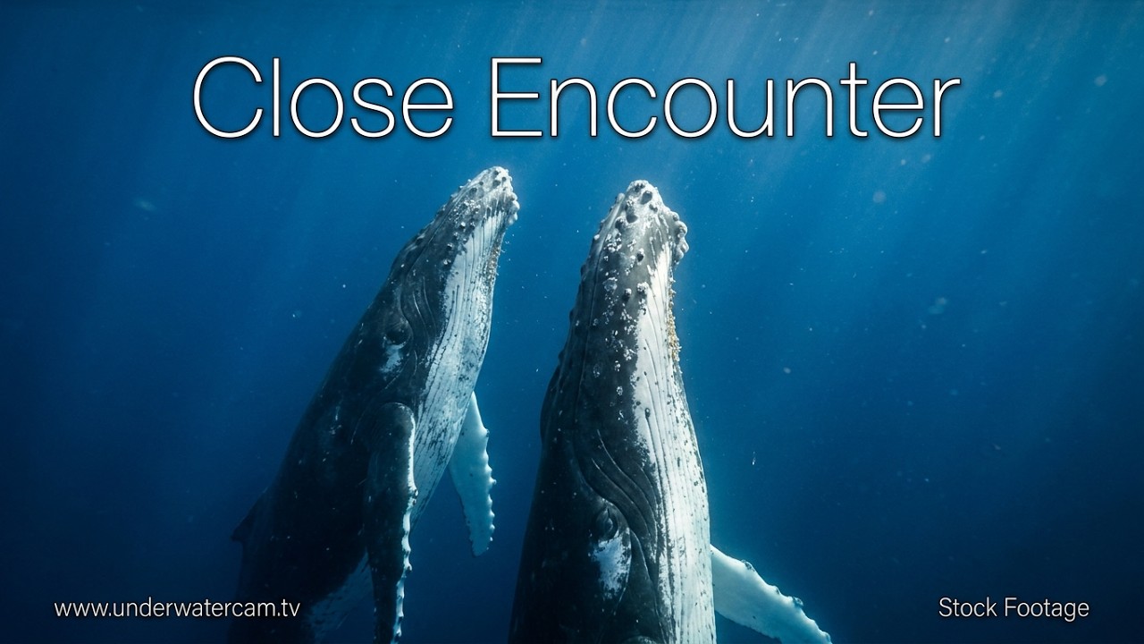 Humpback Whales in 8k - Very close encounters with two humpback whales in Tahiti