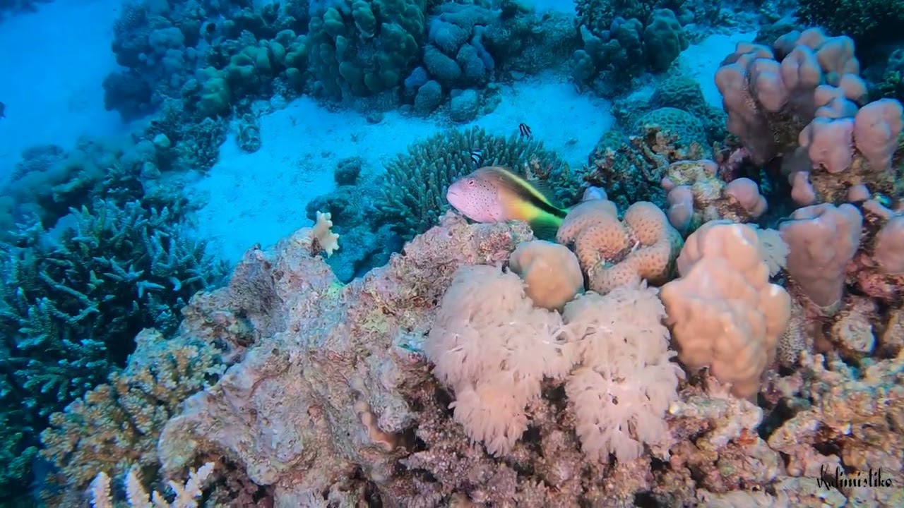 Inmersión de buceo en